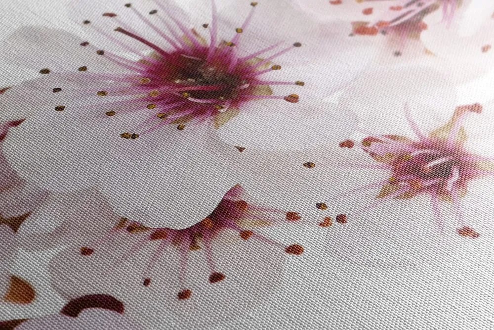 Stampa su tela – Fiori di ciliegio