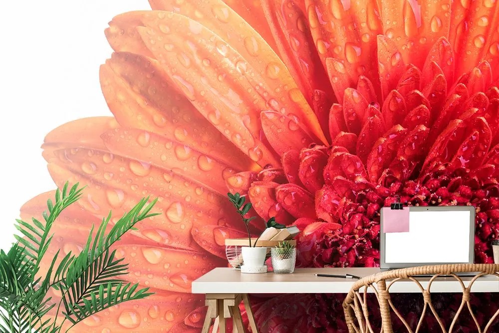 Carta da parati – Gerbera con gocce d'acqua