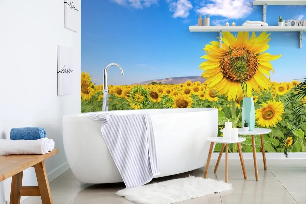 Carta da parati autoadesiva – Campo di girasoli