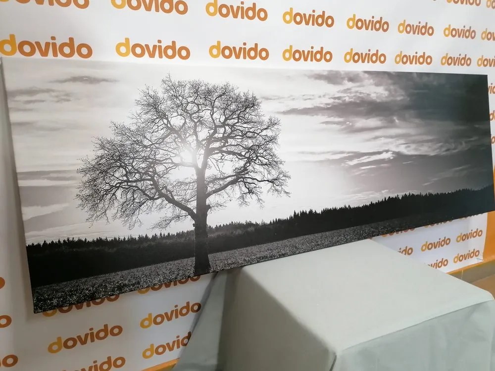 Stampa su tela – Albero solitario in bianco e nero