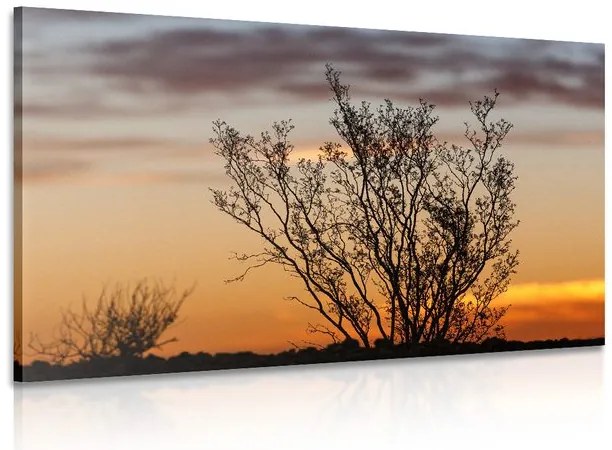 Stampa su tela – Rami al tramonto