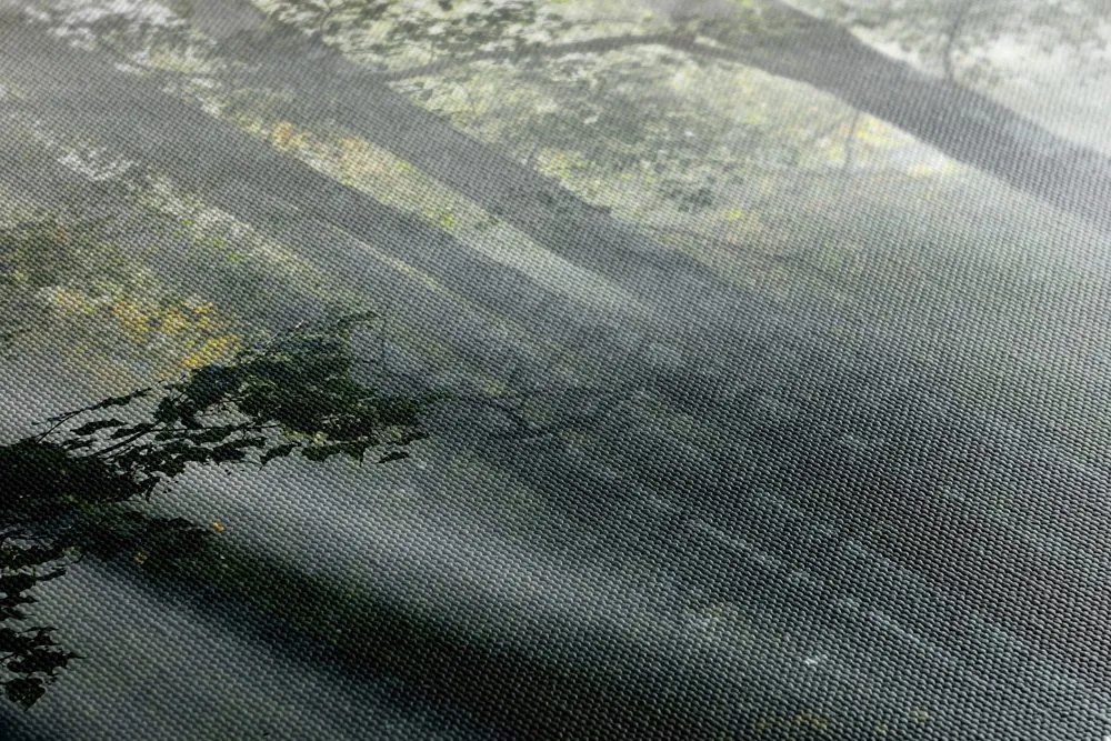 Stampa su tela – Raggi di sole nel bosco nebbioso
