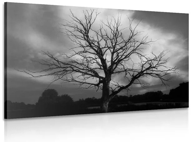 Quadro su tela – Albero sul prato in bianco e nero