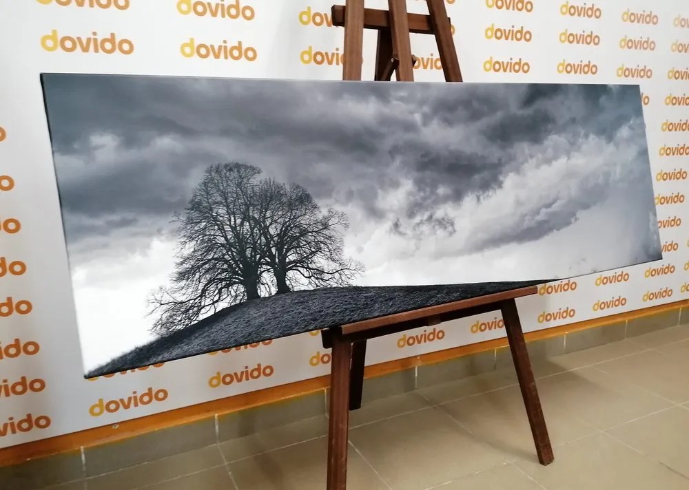 Stampa su tela – Alberi solitari in bianco e nero