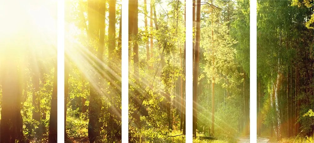 Quadri 5 pezzi – Raggi di sole nella foresta