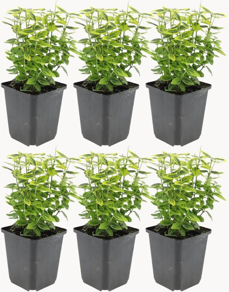 Set di 6 piante vere Euonymus fortunei Emerald n Gold