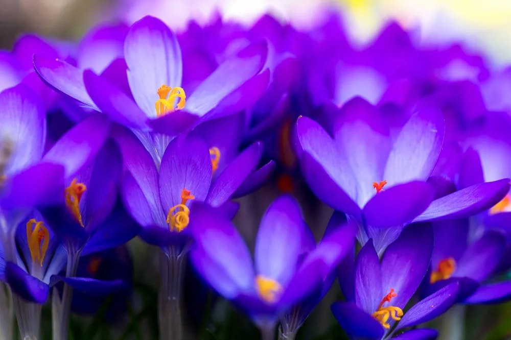 Carta da parati – Croco viola in fiore