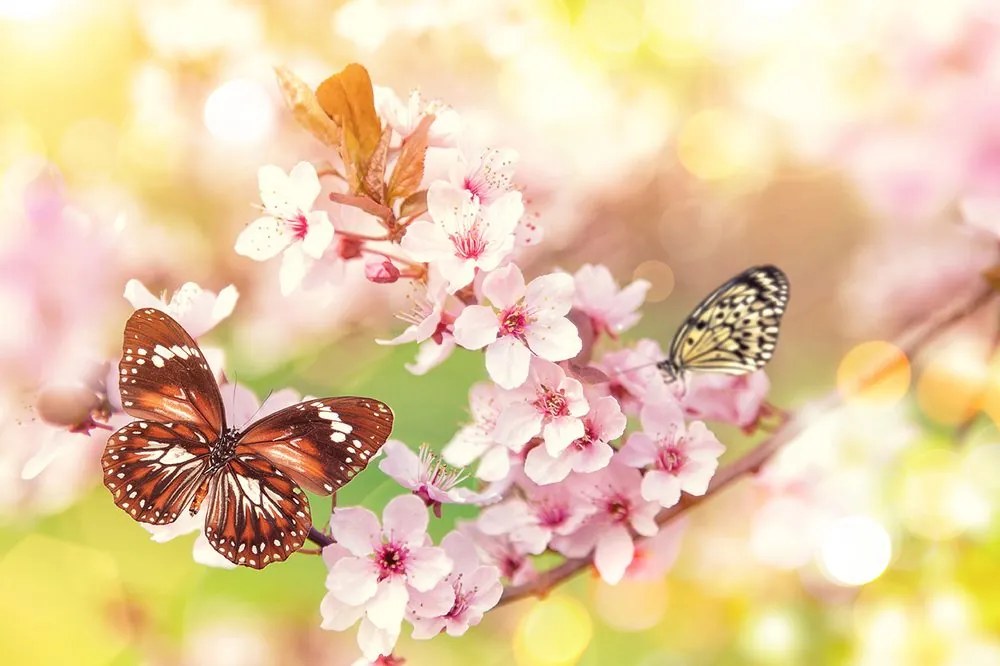 Carta da parati autoadesiva – Fiori primaverili con farfalle esotiche