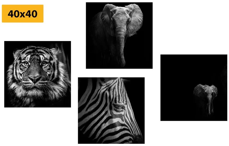 Set di quadri – Animali in stile bianco e nero