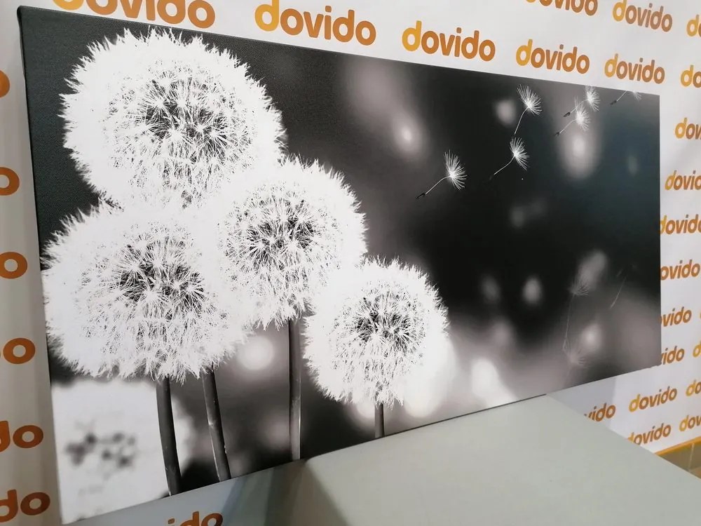 Quadro su tela – Dente di leone soffice in bianco e nero