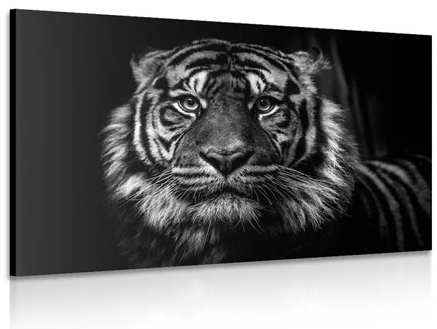 Quadro su tela – Tigre in bianco e nero