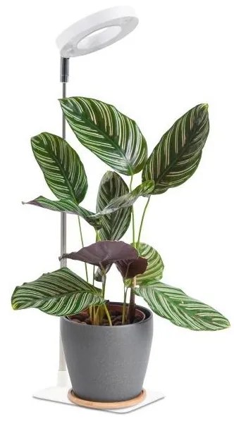 Lampada da tavolo LED dimmerabile per la coltivazione delle piante VERDI LED/5W/5V 1300K bianco