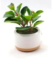 Pianta artificiale Succulenta H17 cm con Vaso Verde