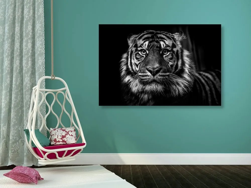 Quadro su tela – Tigre in bianco e nero