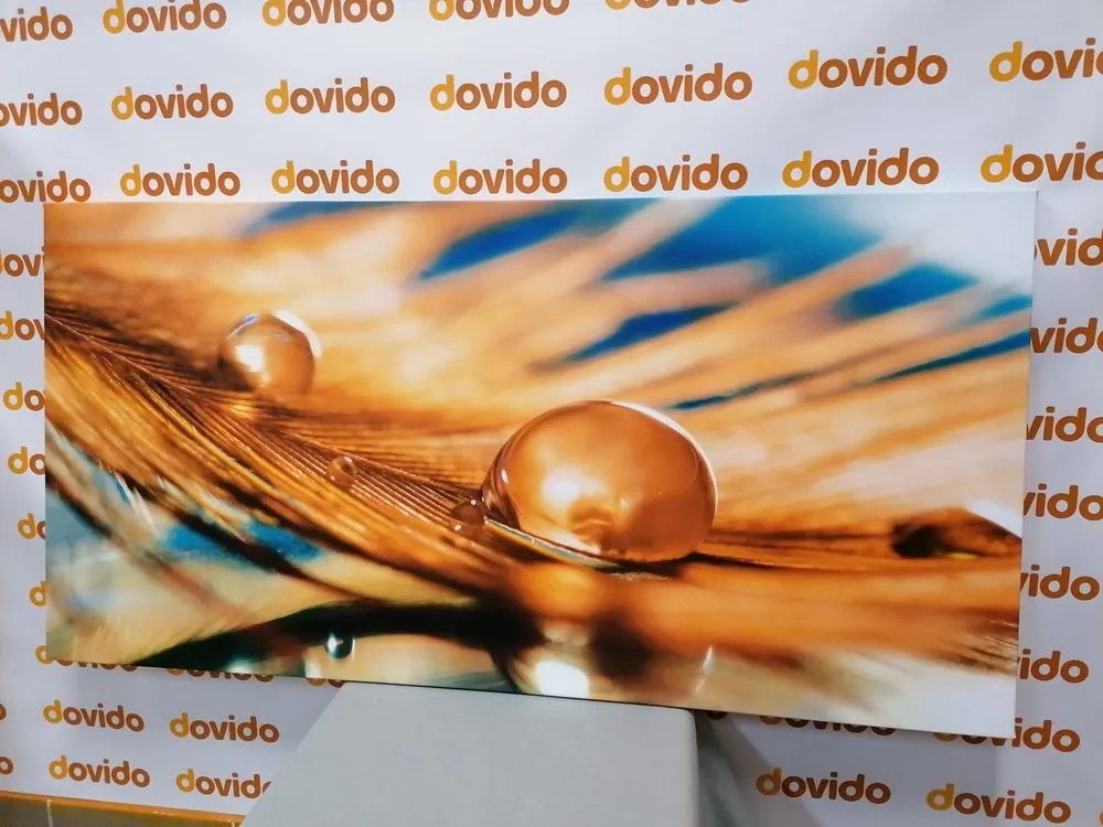 Quadro su tela – Goccia d'acqua su piuma dorata