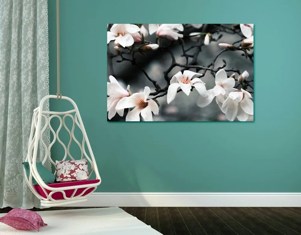Quadro su tela – Magnolia che si risveglia