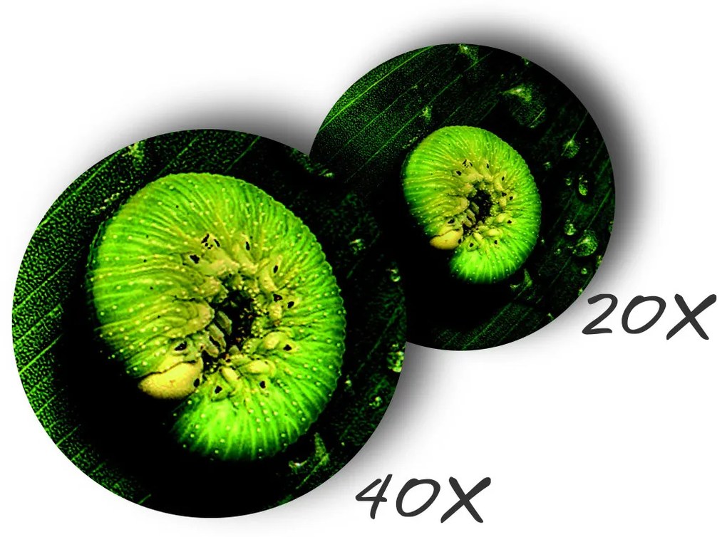 Navir - Explora - Microscopio portatile con torcia