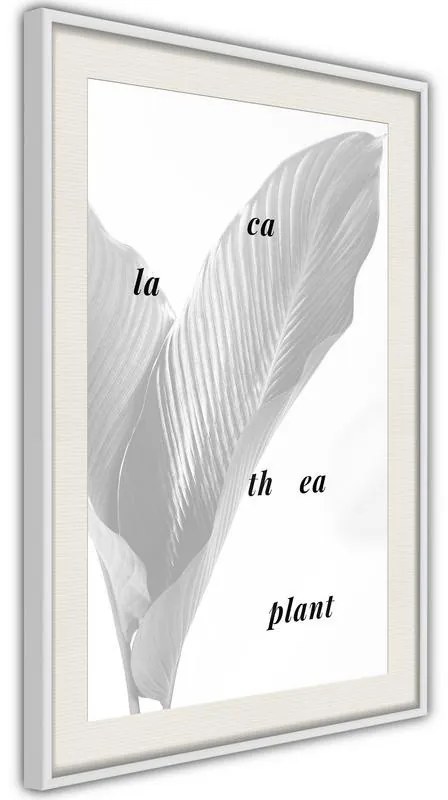 Poster  Calathea Leaves  Cornice Quadri Cornice d'oro con passe-partout, Larghezza x Altezza Home decor 30x45