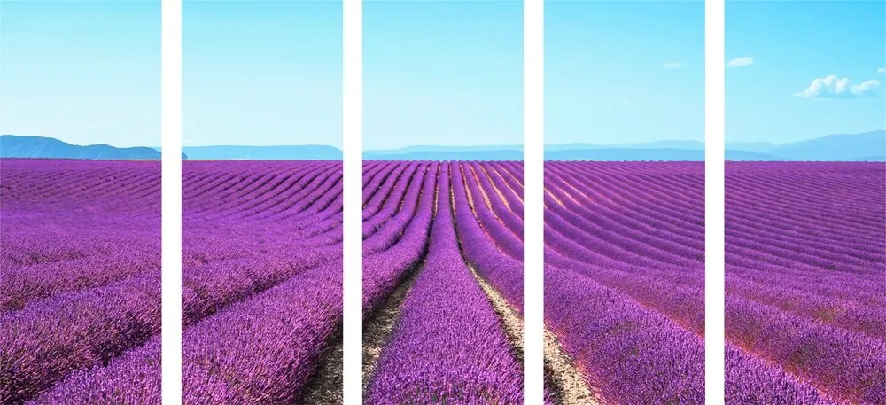 Quadri 5 pezzi – Campo di lavanda infinito