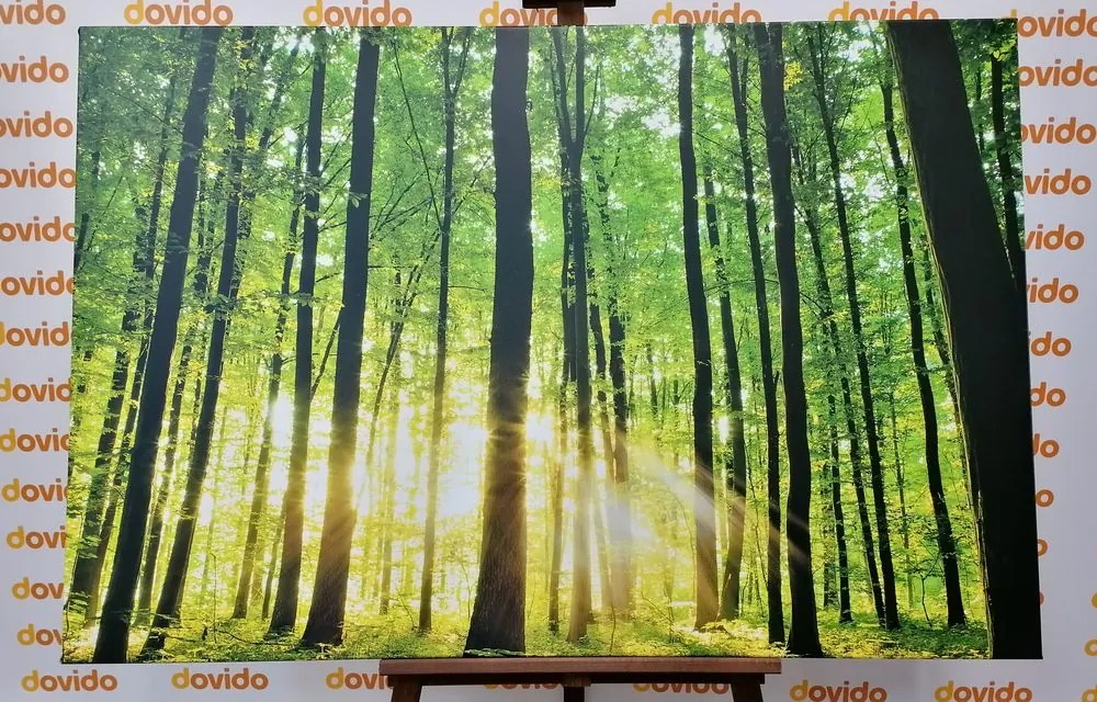 Stampa su tela – Foresta verde fresca