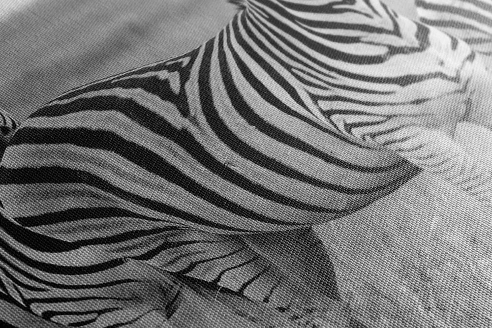 Quadro su tela – Tre zebre nella savana in bianco e nero