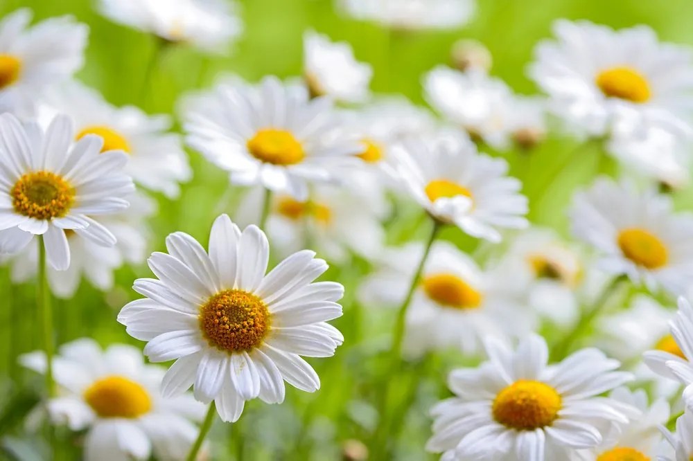 Carta da parati – Prato primaverile pieno di fiori