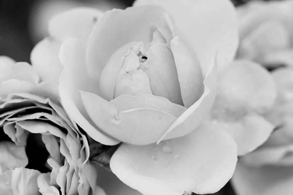 Stampa su tela – Pieno di rose in bianco e nero