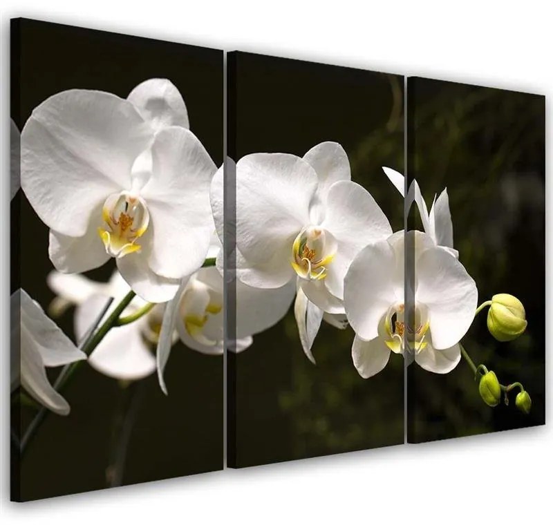 Quadri Quadro Multipannello Fiore di orchidea bianca  Dimensioni 150x100