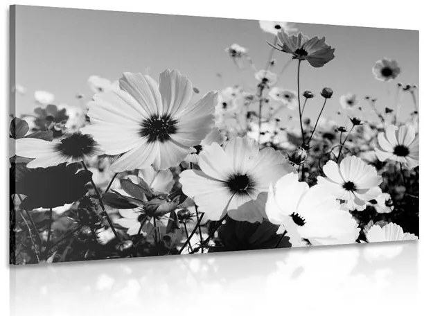Stampa su tela – Prato di fiori primaverili in bianco e nero