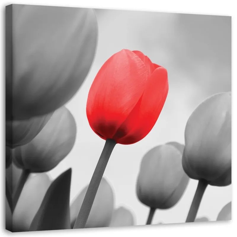 Quadro su tela, Fiore di tulipano rosso  Dimensioni Tappeti 50x50