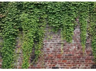 Fotomurale  Edera e mattoni Premium 200x140