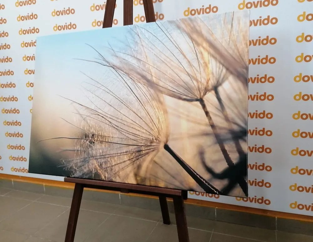 Quadro su tela – Soffione nel campo all'alba