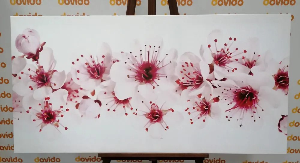 Stampa su tela – Fiori di ciliegio