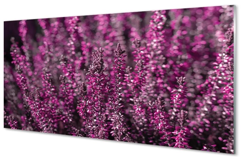 Quadro su vetro Campo di heather 100x50 cm 2 appendini