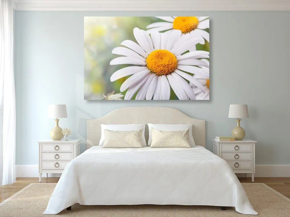 Stampa su tela – Fiori di camomilla