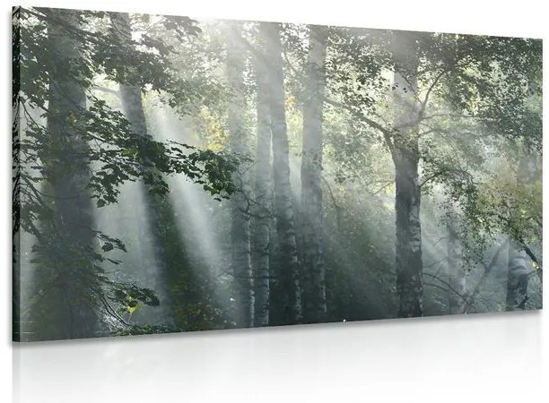 Stampa su tela – Raggi di sole nel bosco nebbioso