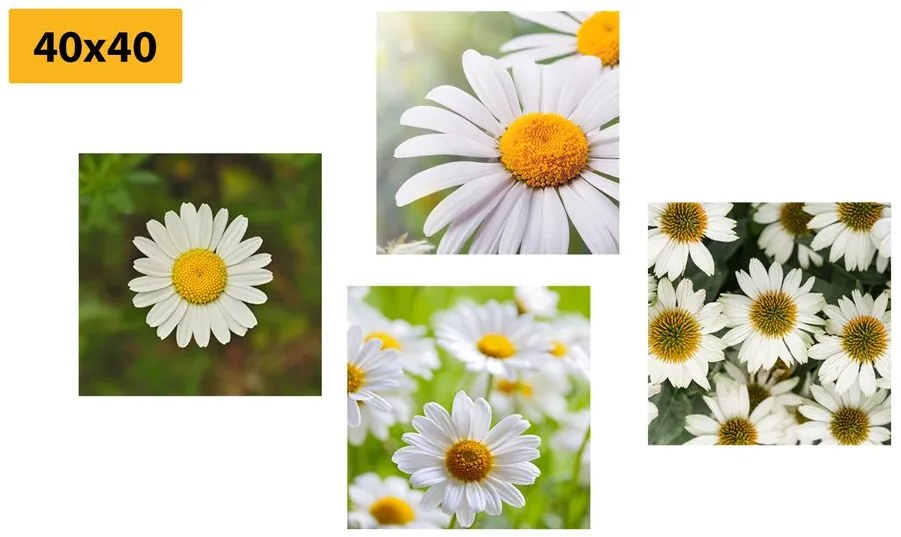 Set di quadri – Fiori incantevoli