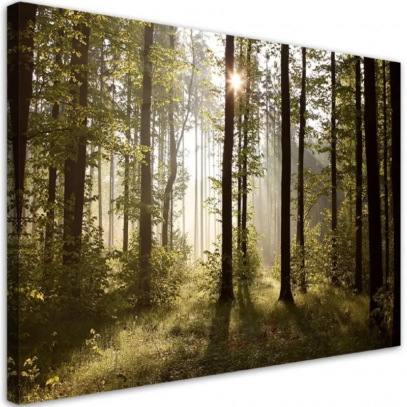 Quadro su tela, Mattina nella foresta  Dimensioni 60x40