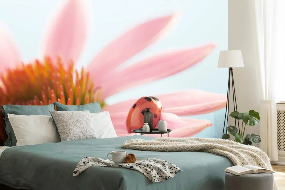 Carta da parati – Coccinella su echinacea