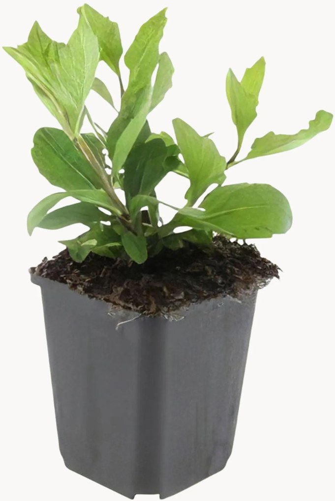 Set di 12 piante vere Aster ageratoides Asran