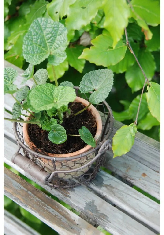 Vaso in terracotta ø 15 cm - Esschert Design