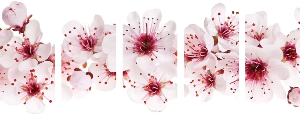 Quadri 5 pezzi – Fiori di ciliegio