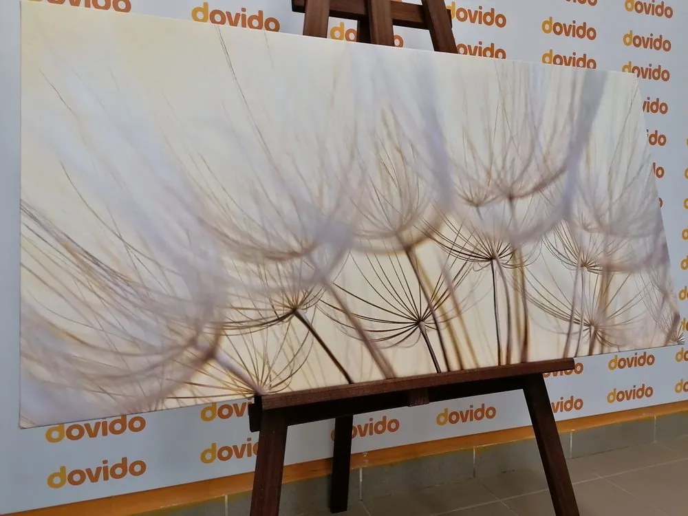 Quadro su tela – Semi di soffione