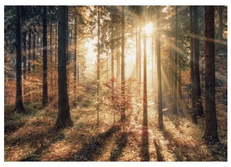 Fotomurale adesivo Autumnal Forest