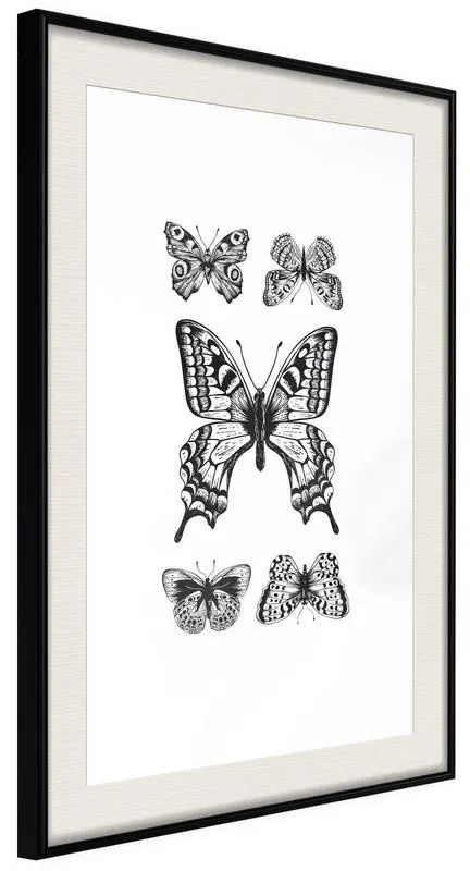 Poster  Butterfly Collection IV  Cornice Quadri Cornice nera con pass-partout, Larghezza x Altezza Home decor 40x60