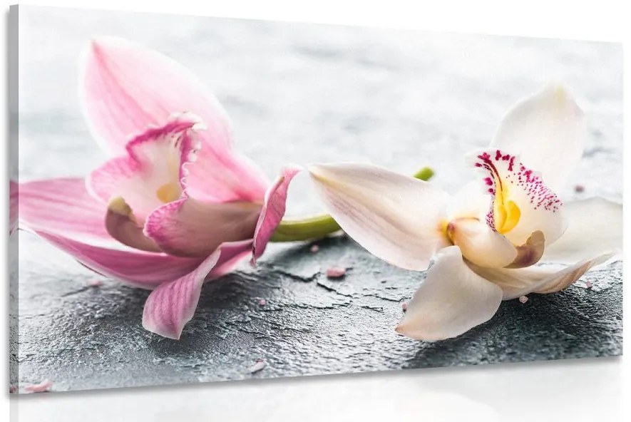 Stampa su tela – Due fiori colorati di orchidea