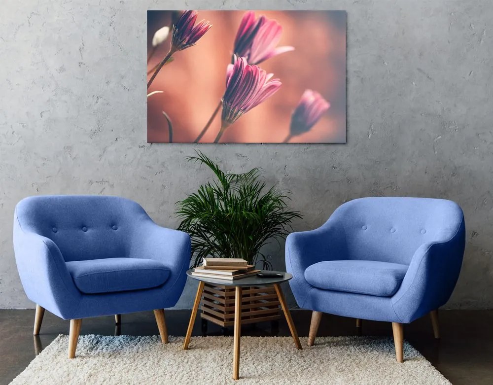 Quadro su tela – Margherite rosa delicate