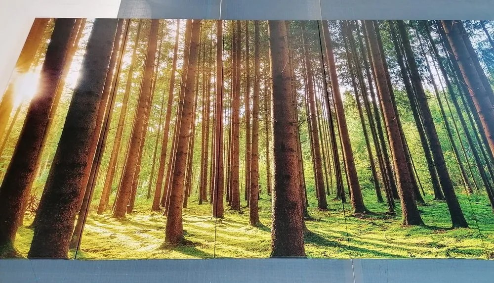 Quadri 5 pezzi – Mattina nella foresta