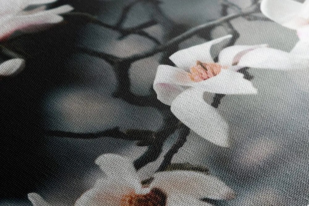 Quadro su tela – Magnolia che si risveglia