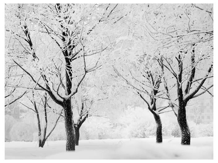 Fotomurale Alberi paesaggio invernale